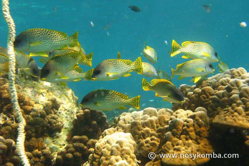 poissons jaunes, diagrammes, gaterins mouchetés
