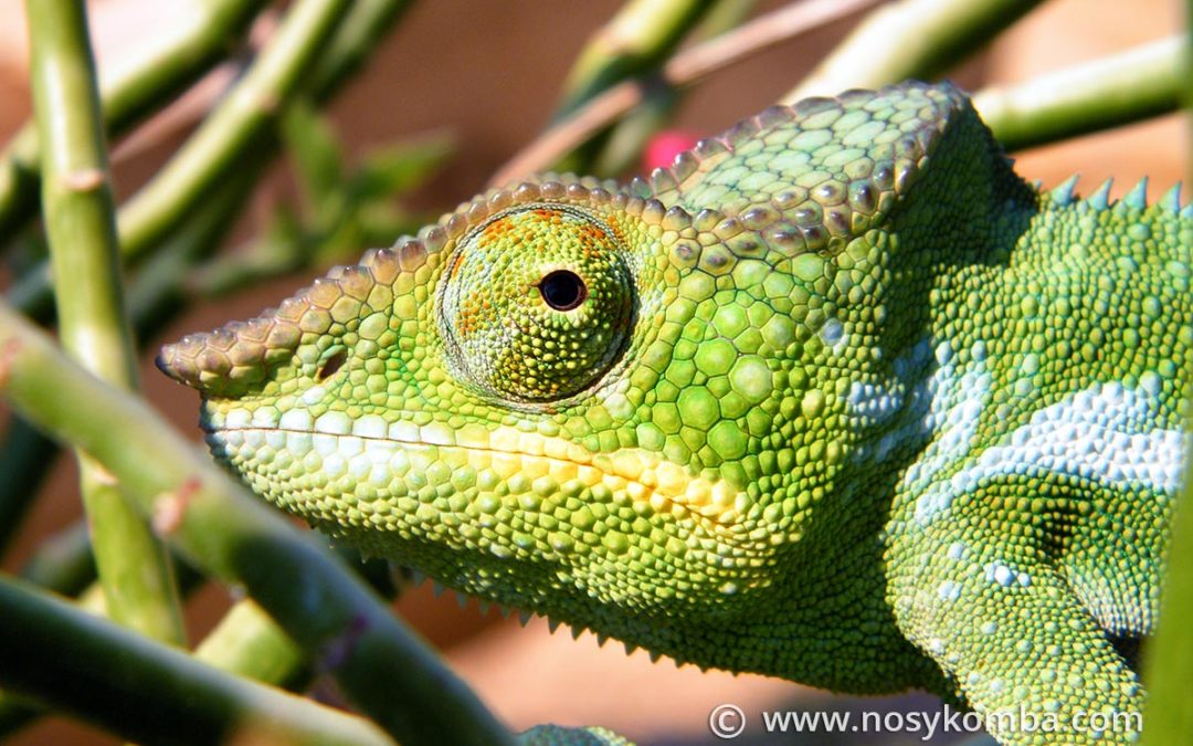 Amphibians and reptiles