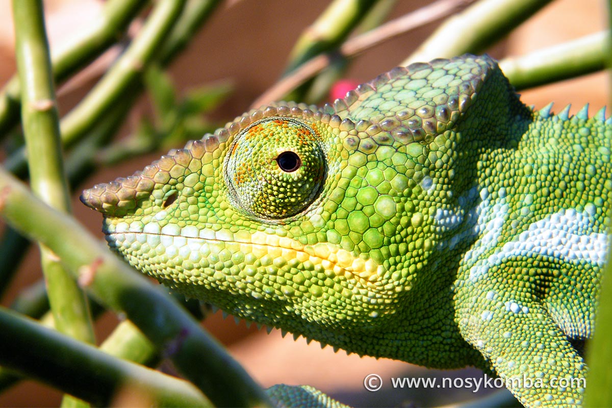 Amphibians and reptiles