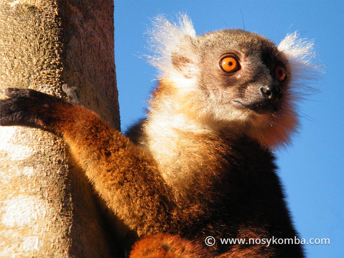 maki-macaco-arbre maki macaco femelle arbre