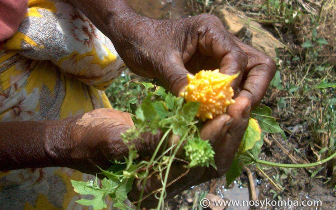 Medicinal plants
