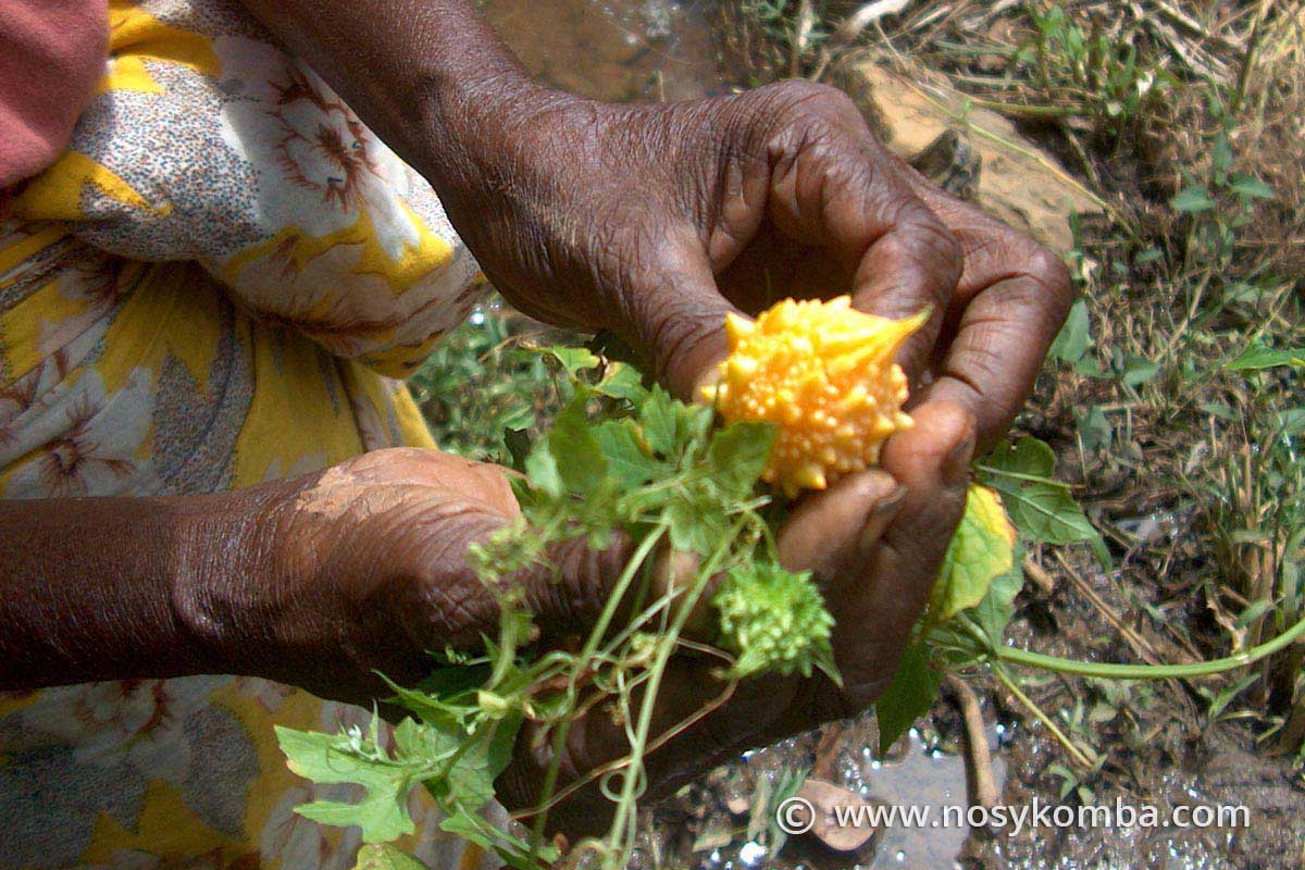 Medicinal plants