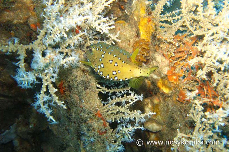 poisson coffre jaune