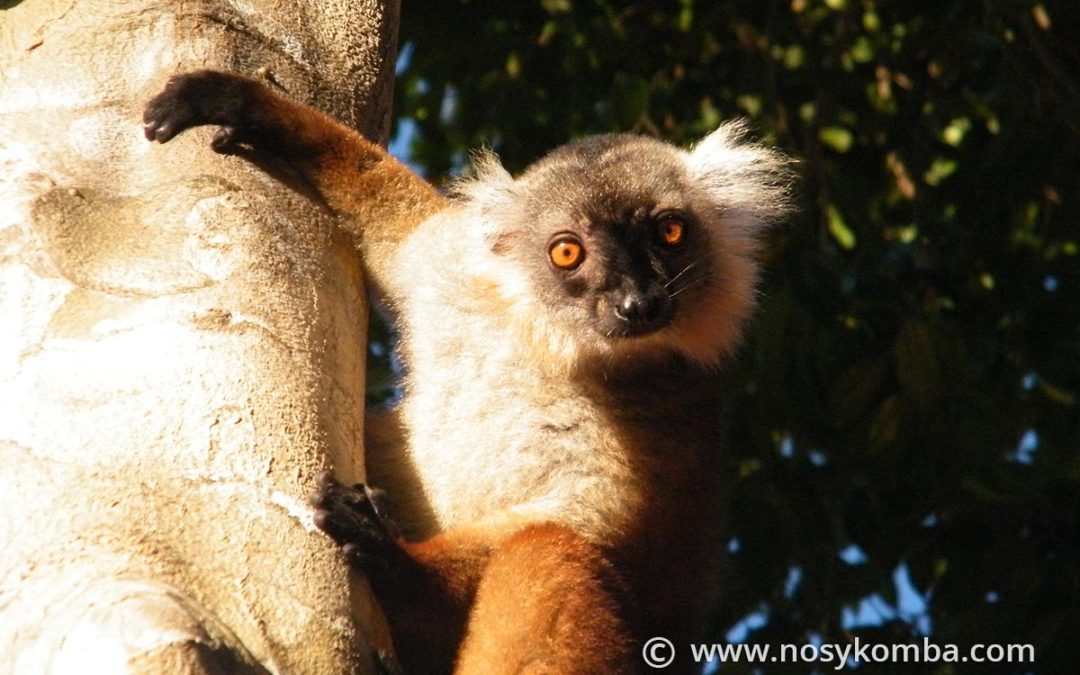 Maki Macaco