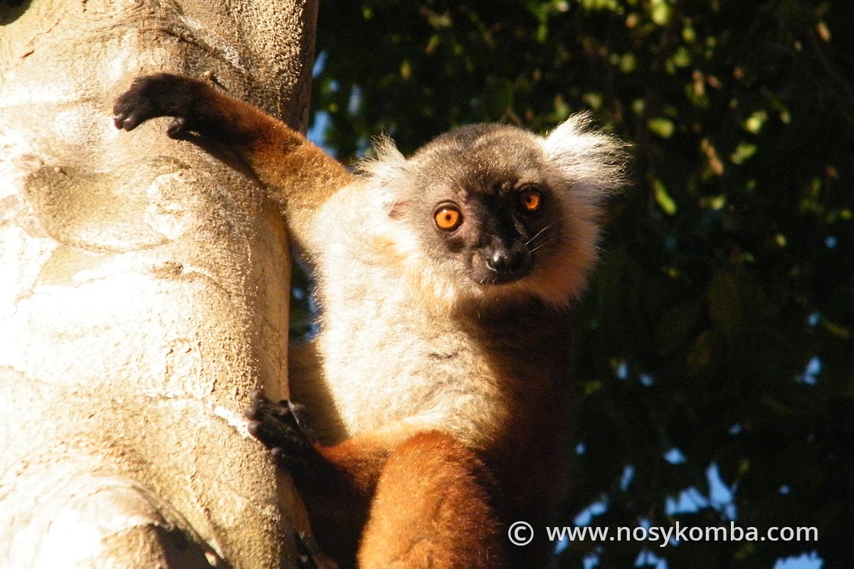 portrait of a female maki
