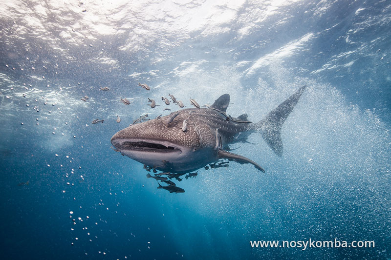 requin-baleine avec des poissons pilotes