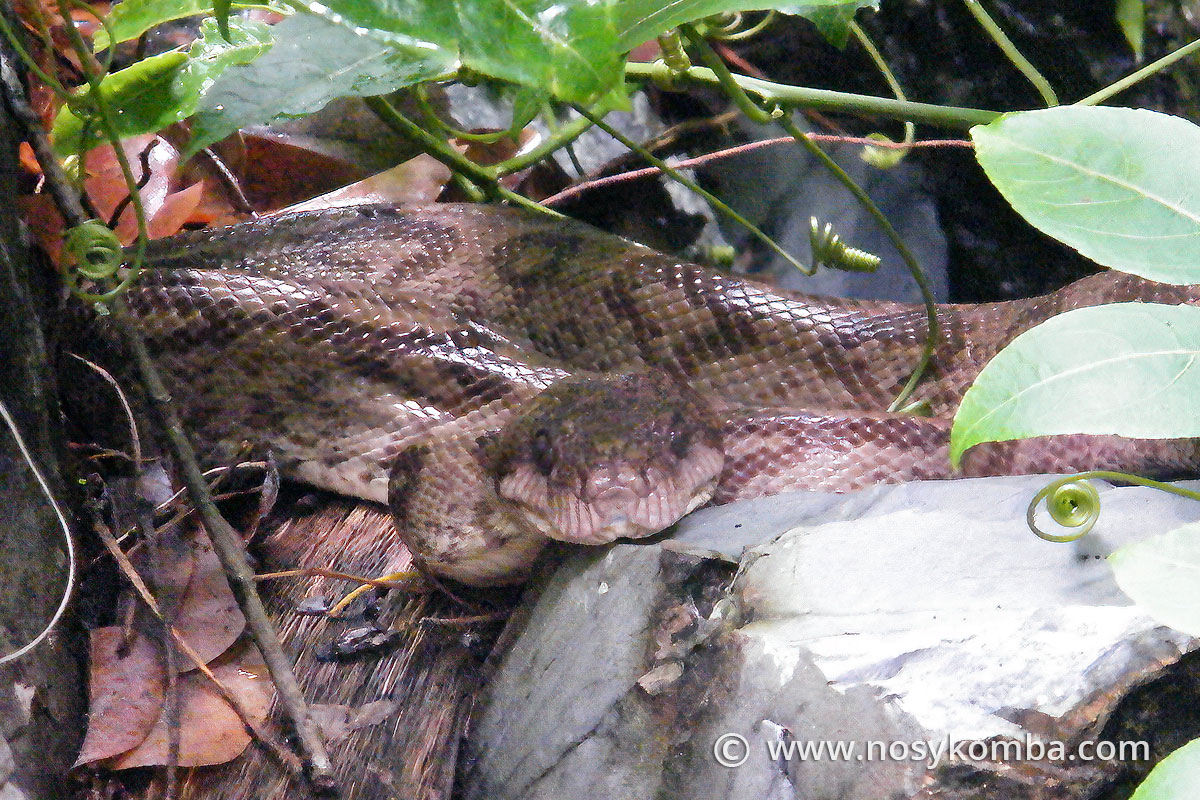 serpent boa de madagascar